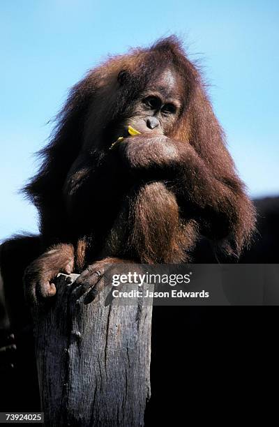 melbourne zoo, victoria, australia. - ape eating banana stockfoto's en -beelden