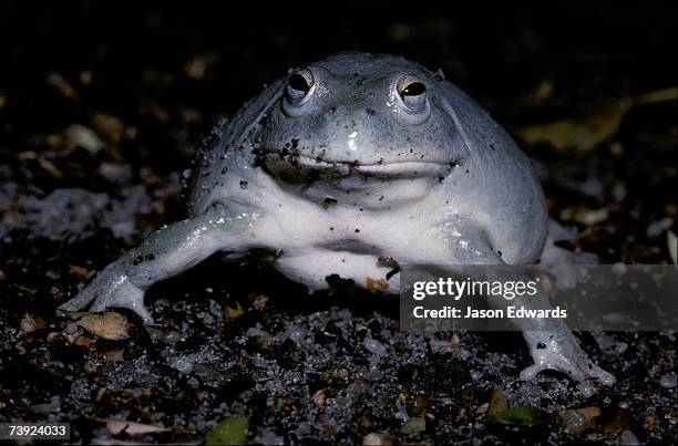 melbourne zoo, victoria, australia. - animal toe stock pictures, royalty-free photos & images