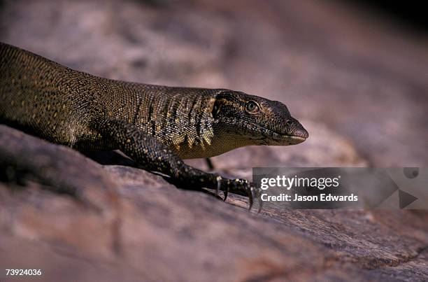 kimberley ranges, western australia. - monitor lizard kimberley stock pictures, royalty-free photos & images