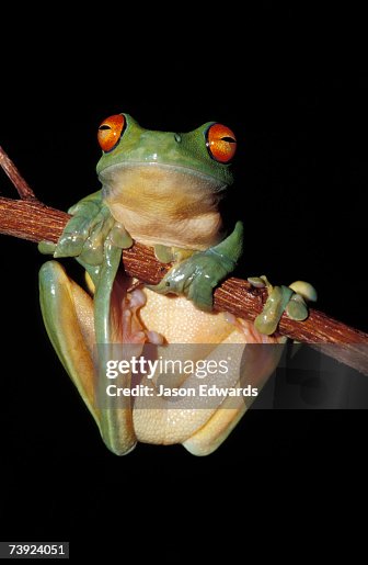 Amphibian Research Centre, Victoria, Australia. Amphibian Research Centre, Victoria, Australia.