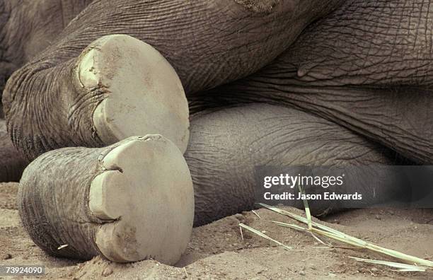 melbourne zoo, victoria, australia. - animal toe stock pictures, royalty-free photos & images