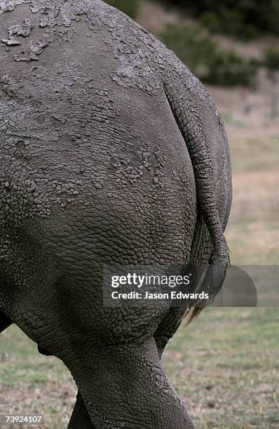 werribee zoo, victoria, australia. - werribee open range zoo stock-fotos und bilder