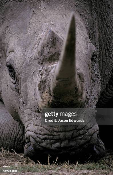 werribee zoo, victoria, australia. - werribee open range zoo stock-fotos und bilder