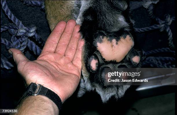 melbourne zoo, victoria, australia. - almohadillas pata de animal fotografías e imágenes de stock