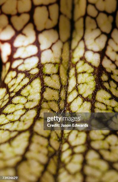 Springbgle Borb 132 Springvale Formation Stock Photos, High-Res Pictures, and Images ...