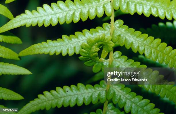 Bunyip Tree 30 Bunyip State Forest Stock Photos, High-Res Pictures, and Images ...
