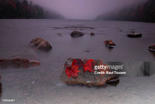 acadia national park, maine. maple leaves on a rock in bubble pond in falling rain. - bubble pond stock-fotos und bilder