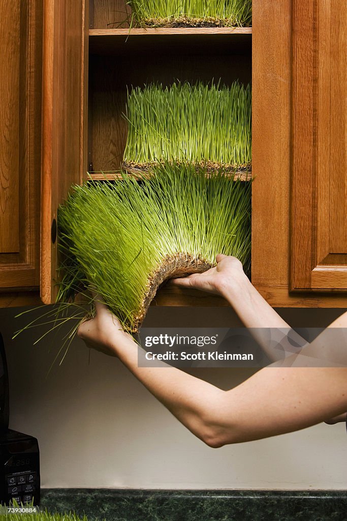 Woman taking grass from kitchen cabinet, close-up of hands