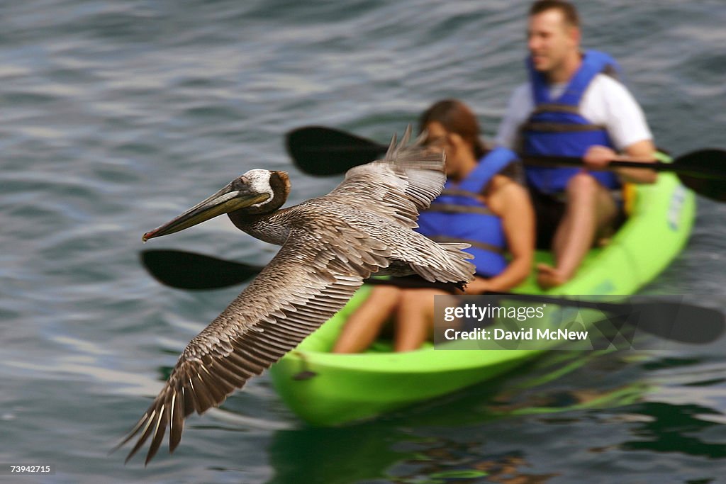 Brown Pelicans Thrive In Wake of DDT Ban And Establishment of Earth Day