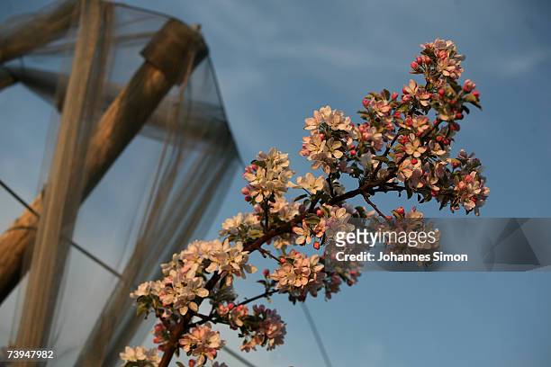 Apple tree s in full bloom are seen at a fruit plantation on April 22 near Birnau, Germany. According to weather forcasts the unusual warm April...