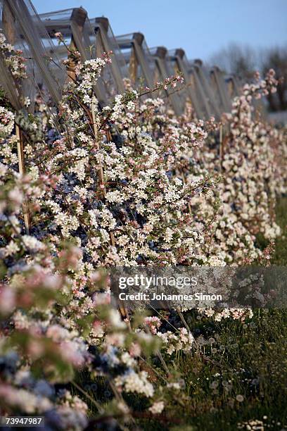 Apple tree s in full bloom are seen at a fruit plantation on April 22 near Birnau, Germany. According to weather forcasts the unusual warm April...