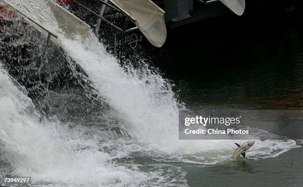 An artificially bred Chinese Sturgeon is freed to the Yangtze River during a ceremony to release two wild and 50,000 artificially cultured Chinese...