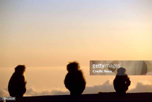 Rear view of three baboons looking at the sunset on January, 2002 in Jizan, Saudi Arabia.