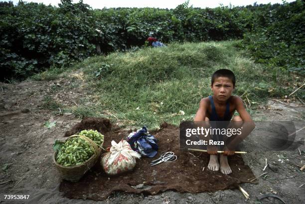 Young Uighur boy takes a break during the grape harvest in the valley of Turpan August, 1995 in Turpan, China.