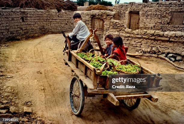 Uighur children carry on a cart the grape harvest in osier baskets in Turpan August, 1995 in Turpan, China.