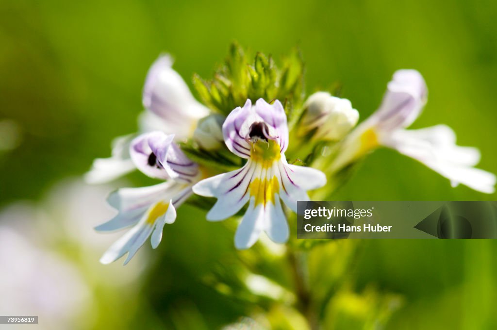 Common eyebright, Euphrasia rostkoviana, close-up