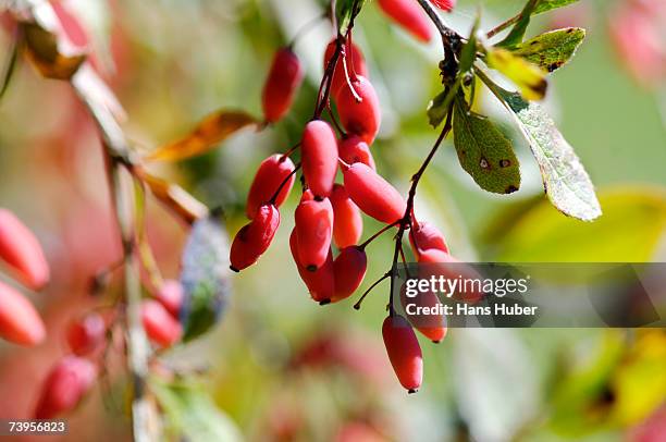 barberries, berberis vulgaris, close-up - berberis vulgaris stock pictures, royalty-free photos & images