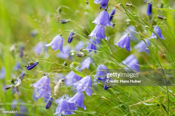 bellflower, campanula rotundifolia close-up - harebell flowers stock pictures, royalty-free photos & images