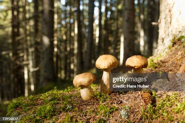 ceps in forest, close-up - bolet photos et images de collection