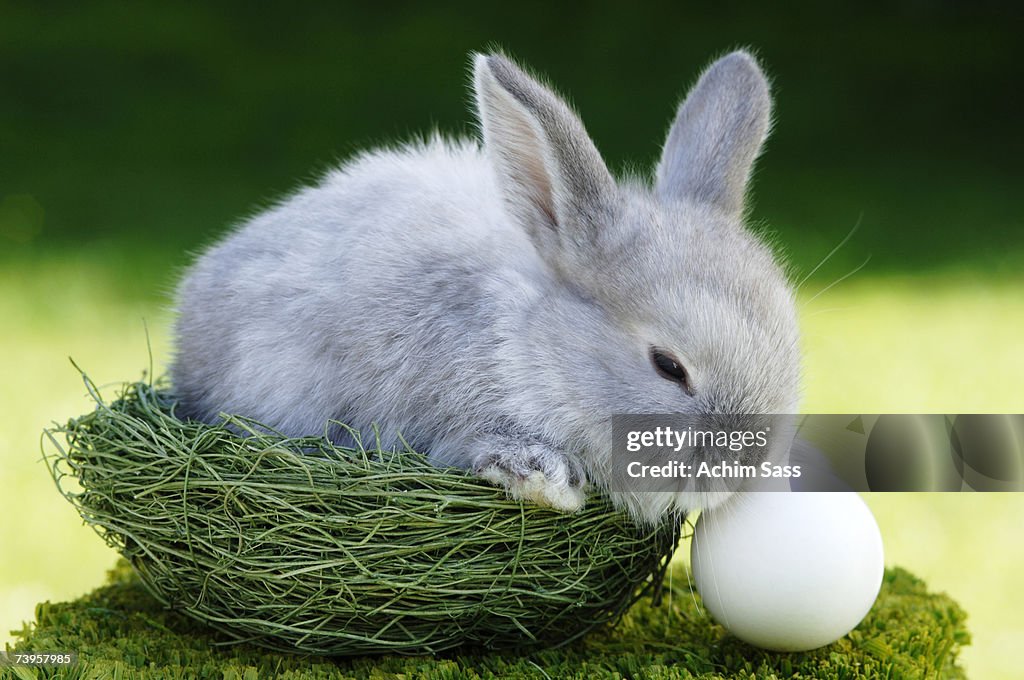 Rabbit sitting in nest, close-up