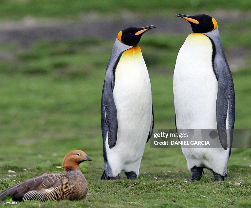 Monarch penguins stand next to a skua at...