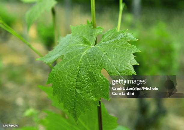 grape leaf on vine, close-up - grape leaf close up stock pictures, royalty-free photos & images