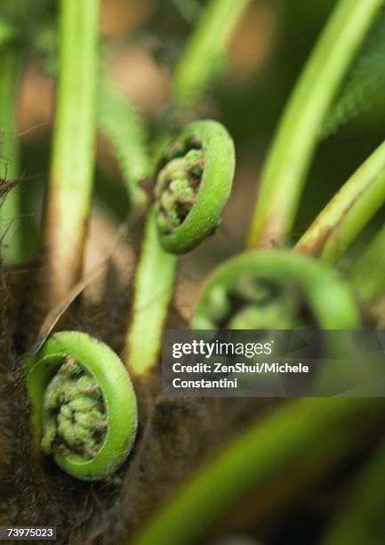 fern fiddleheads - broto de samambaia imagens e fotografias de stock