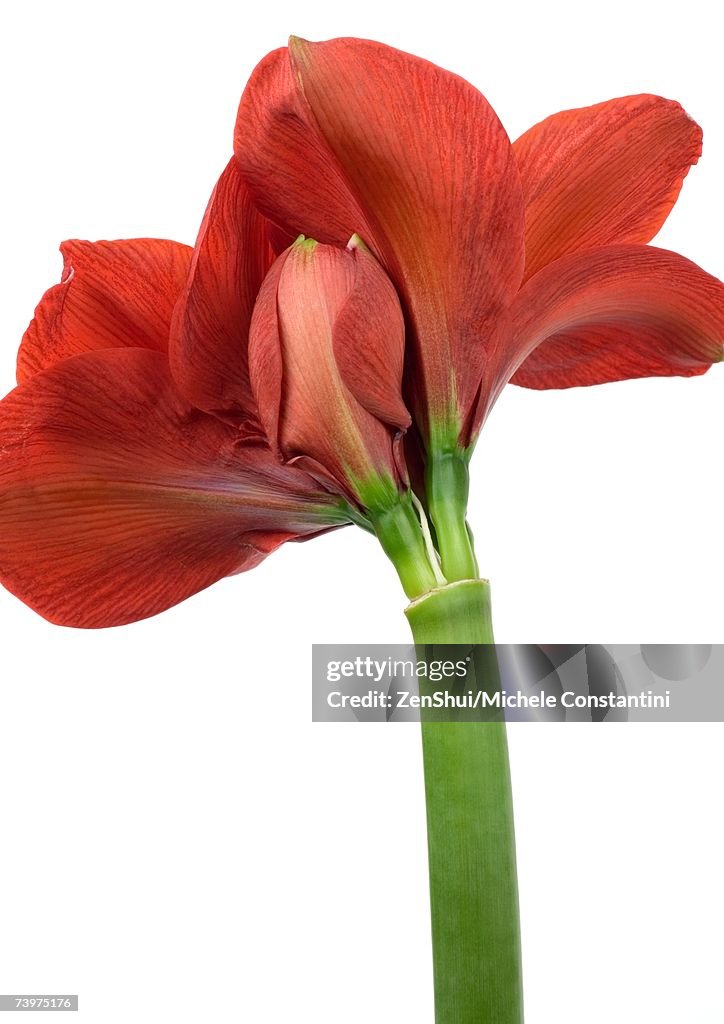 Amaryllis flower, close-up