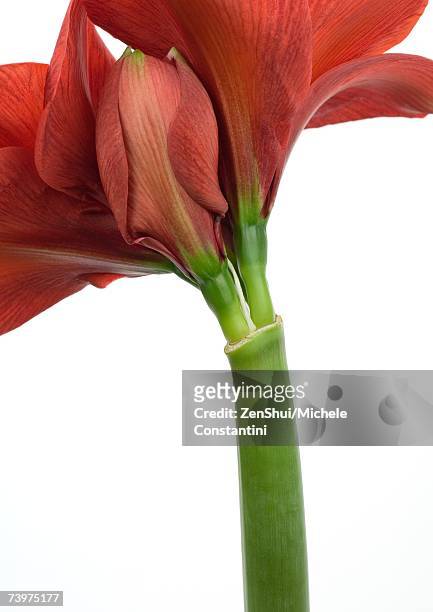 amaryllis flower, close-up - amaryllis stock pictures, royalty-free photos & images