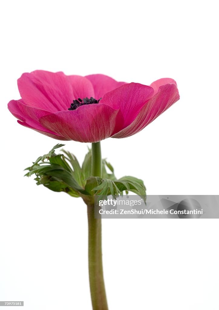 Anemone flower, close-up