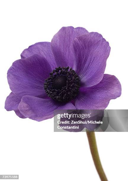 anemone flower, close-up - purple petal stock pictures, royalty-free photos & images