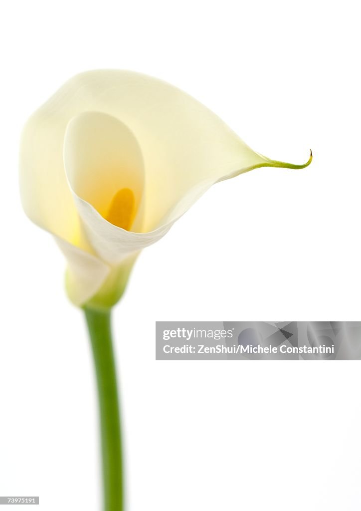 Calla lily, close-up