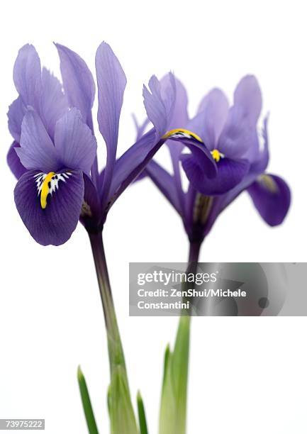 purple iris, close-up - iris flower stock-fotos und bilder