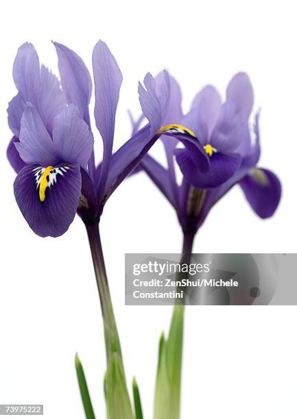 purple iris, close-up - the purple iris stock pictures, royalty-free photos & images