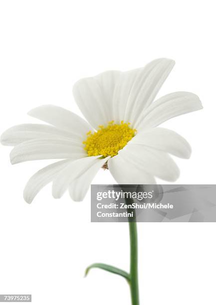 daisy, close-up - daisy bildbanksfoton och bilder