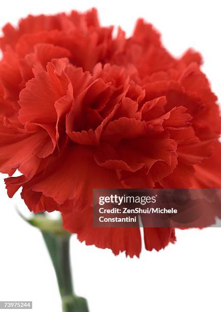 red carnation, close-up - red carnation stock pictures, royalty-free photos & images