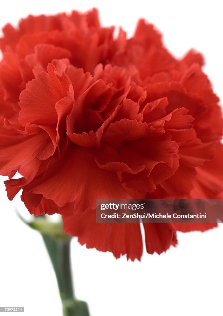 Red carnation, close-up