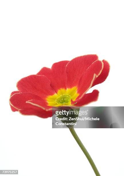 red primrose flower, close-up - primrose stock pictures, royalty-free photos & images