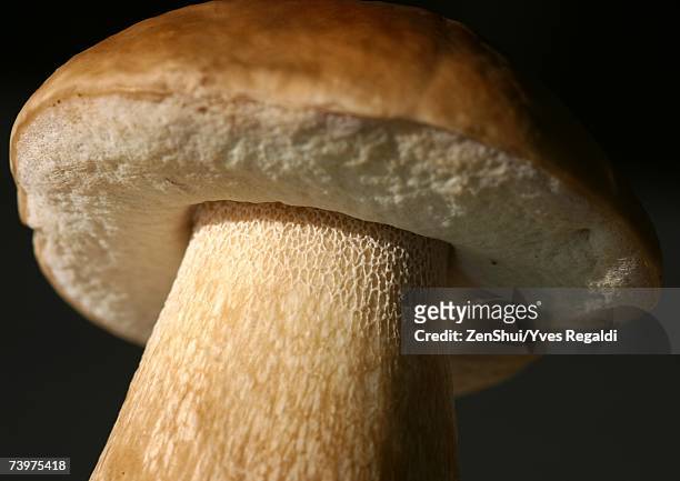 cep mushroom, close-up - cèpes photos et images de collection