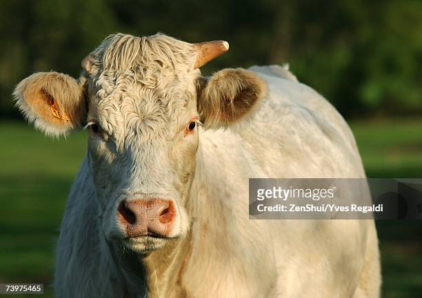 charolais cow - charolais rind stock-fotos und bilder