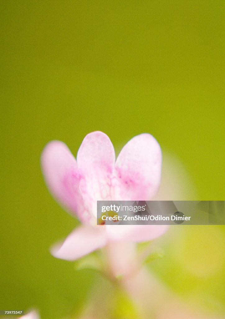 Pink flower