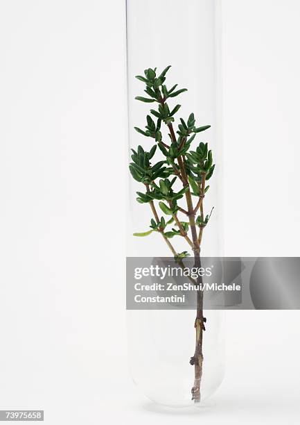 sprig of thyme in test tube - thyme sprig stock pictures, royalty-free photos & images