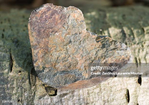 stone on bark - rougness stock pictures, royalty-free photos & images