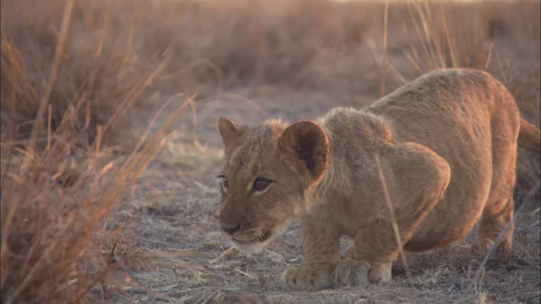382 Lion Attack Videos and HD Footage - Getty Images 382 Lion Attack Videos and HD Footage - Getty Images