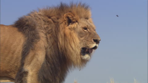 Ms African Lion Cub Attacking Ball Of African Elephant Dung Then Running Off Excitedly High-Res Stock Video Footage - Getty Images Ms African Lion Cub Attacking Ball Of African Elephant Dung Then Running Off Excitedly High-Res Stock Video Footage - Getty Images