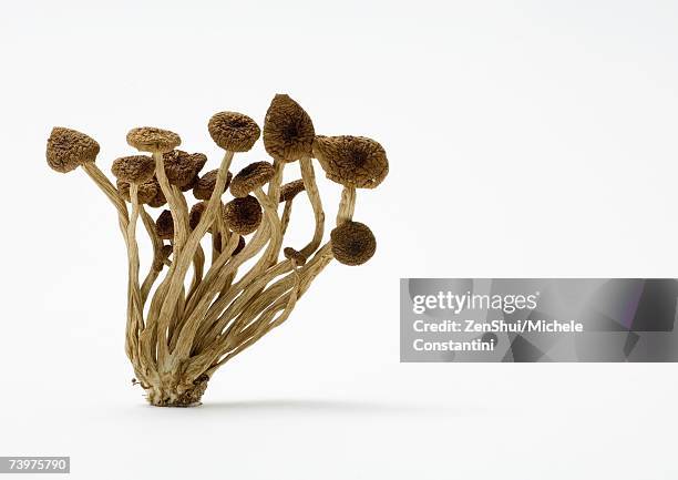 dried shimeji mushrooms - mushroom isolated stock pictures, royalty-free photos & images