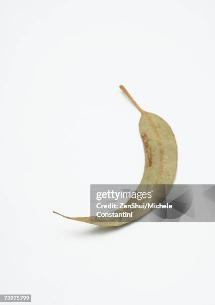 dried eucalyptus leaf - eucalyptus leaves single object stock pictures, royalty-free photos & images