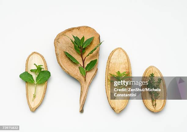 variety of herbs on an assortment of dried husks - コウスイボク ストックフォトと画像