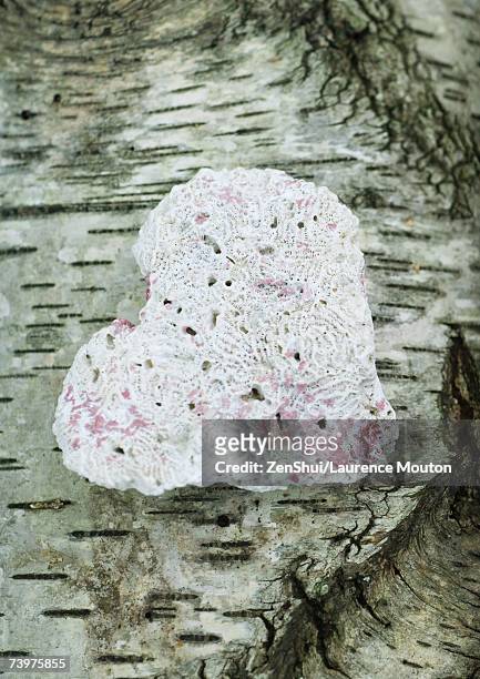 heart shaped piece of coral on bark background - rougness stock pictures, royalty-free photos & images
