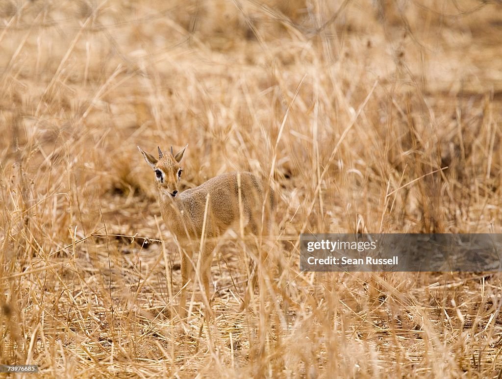 Kirk's Dik-dik